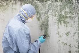 Best Basement Mold Removal  in Salem, IL